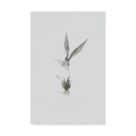 Jure Kravanja 'Tern' Canvas Art,22x32